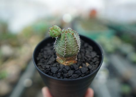 ユーフォルビア　オベサブロー　Euphorbia ObesaBlow