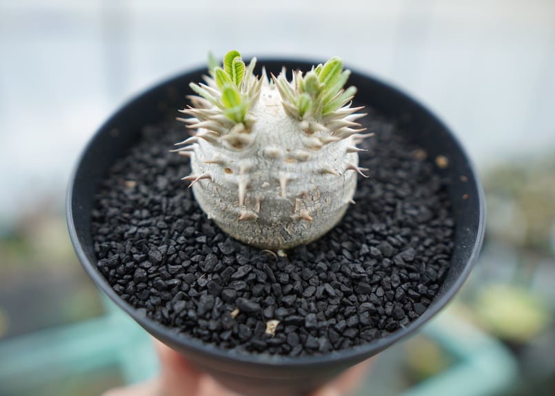パキポディウム 恵比寿大黒 Pachypodium Densicaule No.3 | man