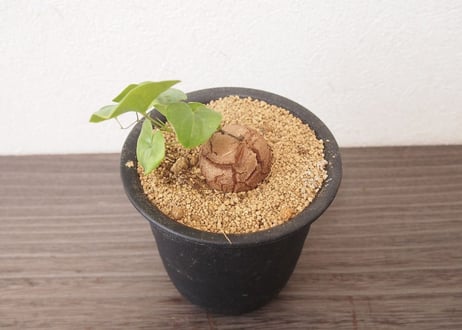 亀甲竜 ディオスコレア エレファンティペス dioscorea elephantipes no.2