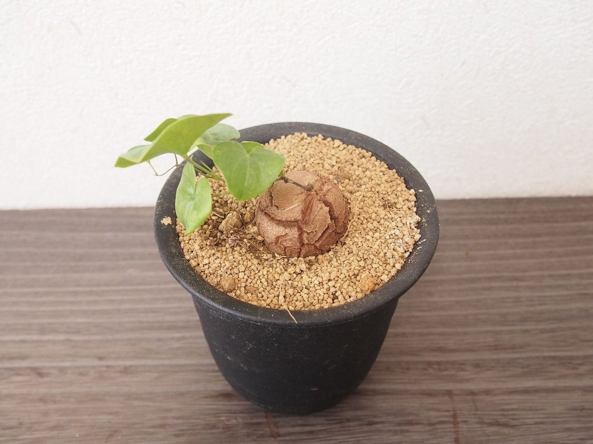亀甲竜 ディオスコレア エレファンティペス dioscorea elephantipes no