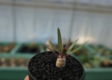 パキポディウム　グラキリス　 Pachypodium Gracilius  No.6