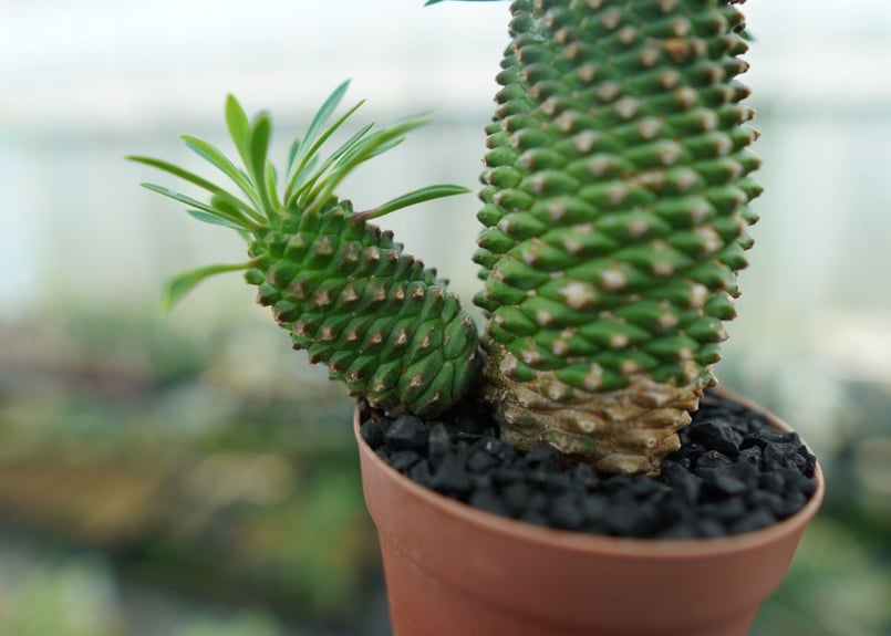 ユーフォルビア　ソテツキリン　パイナップルコーン群生　バランス◎鉢のまま発送 ユーフォルビア ソテツキリン パイナップルコーン群生 バランス