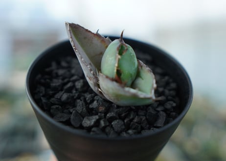 アガベ　チタノタ　 ブラックアンドブルー 　Agave titanota black and blue　No.3