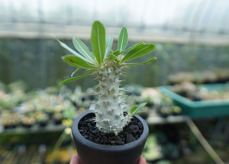 パキポディウム ホロンベンセ Pachypodium horombense | mana's