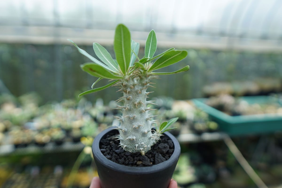 Pachypodium horombense パキポディウム　ホロンベ パキポディウム ホロンベンセ Pachypodium horombense | mana's