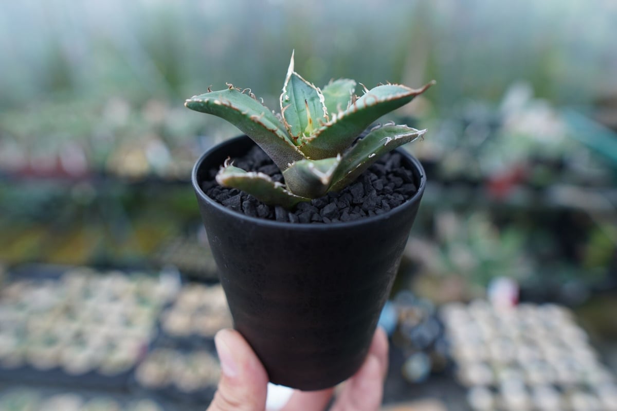 アガベ　チタノタ　コードR 親株 アガベ チタノタ code R agave titanota code R | mana's