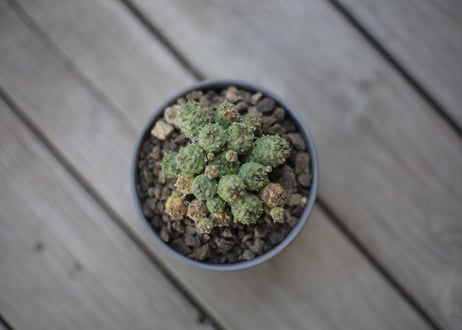 ユーフォルビア プサアドグロボーサ 　Euphorbia pseudoglobosa