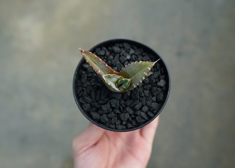 アガベ　チタノタ　台湾seeding 　Agave titanota  Taiwan seedling　No.1