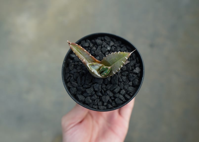 アガベ チタノタ 台湾seeding Agave titanota Taiwan seed