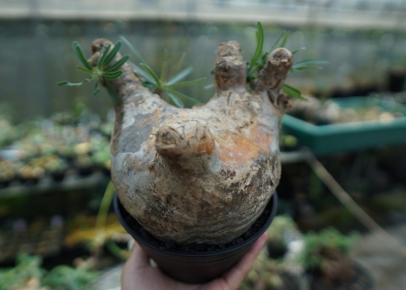 パキポディウム グラキリス Pachypodium Gracilius No.3 | ma