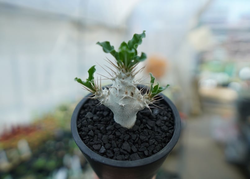 パキポディウム サンデルシー Pachypodeium saundersii No.3 |
