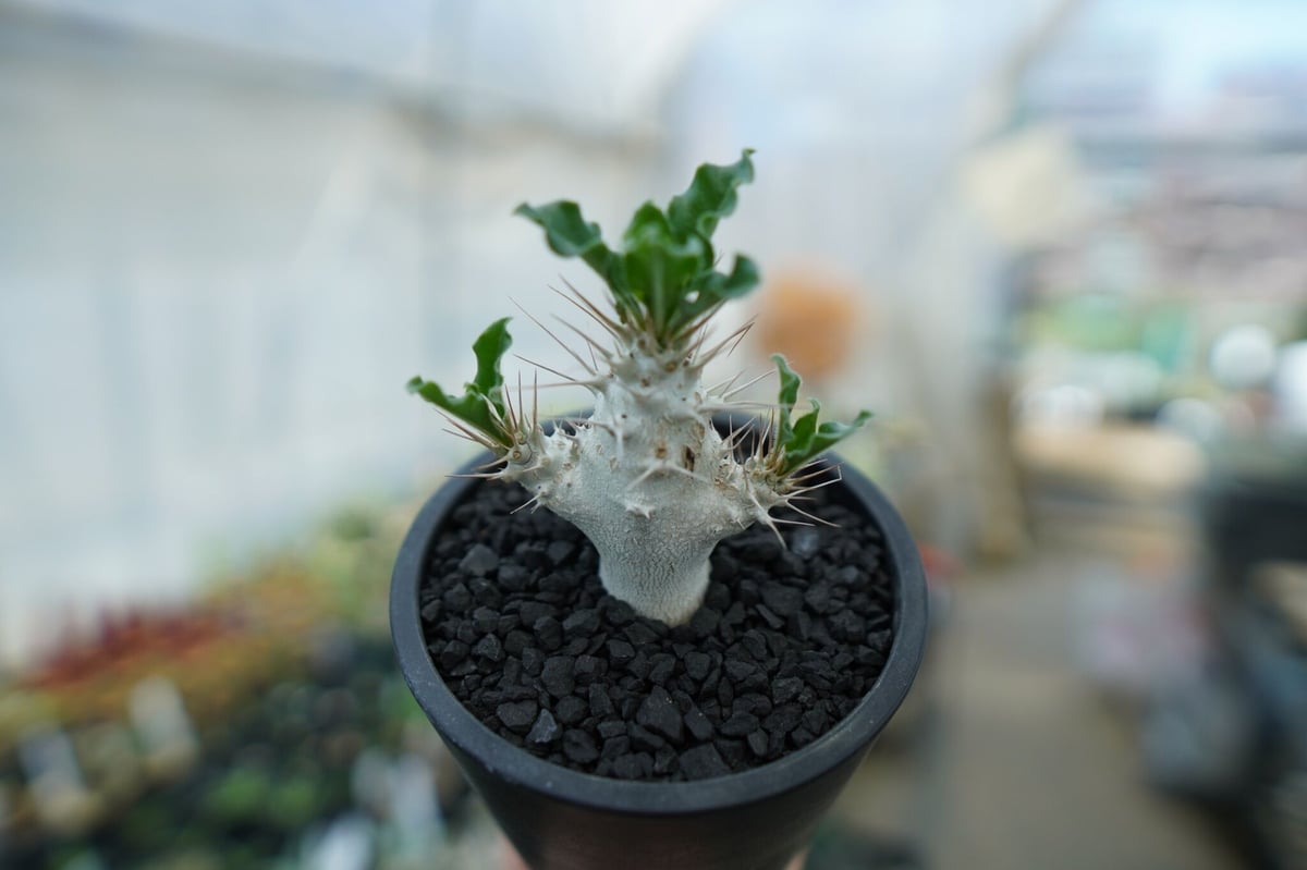 パキポディウム サンデルシー Pachypodeium saundersii No.3 | パキポディウム サンデルシー Pachypodeium saundersii No.3 |