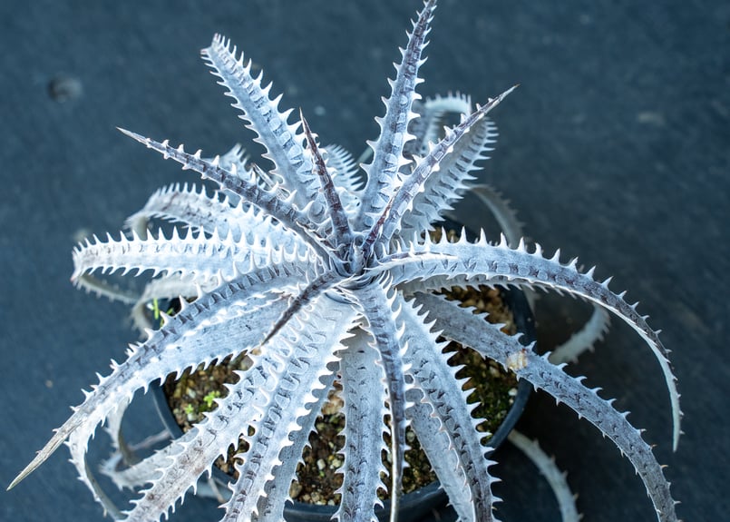 ディッキア | mana's farm:塊根植物・アガベ・ドライガーデン植物販売