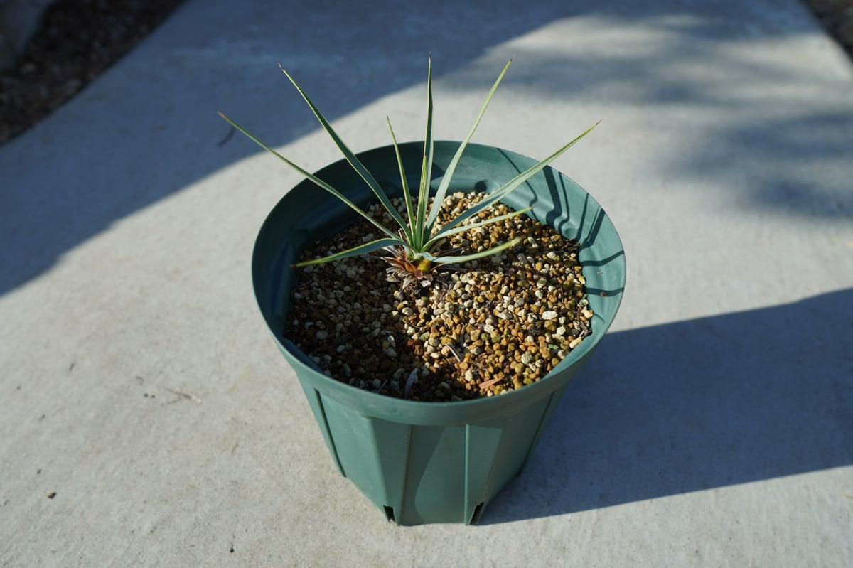ユッカ ロストラータ yucca rostrata No.1 | mana's farm:塊根