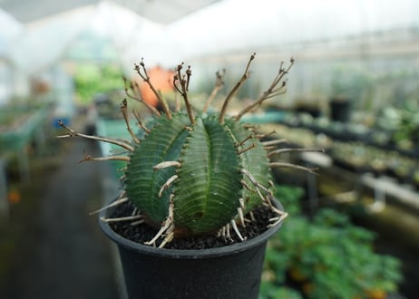 ユーフォルビア　スーパーバリダ　Euphorbia super valida  No.3