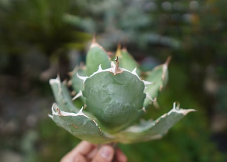Agave titanota 白鯨 B NO.8