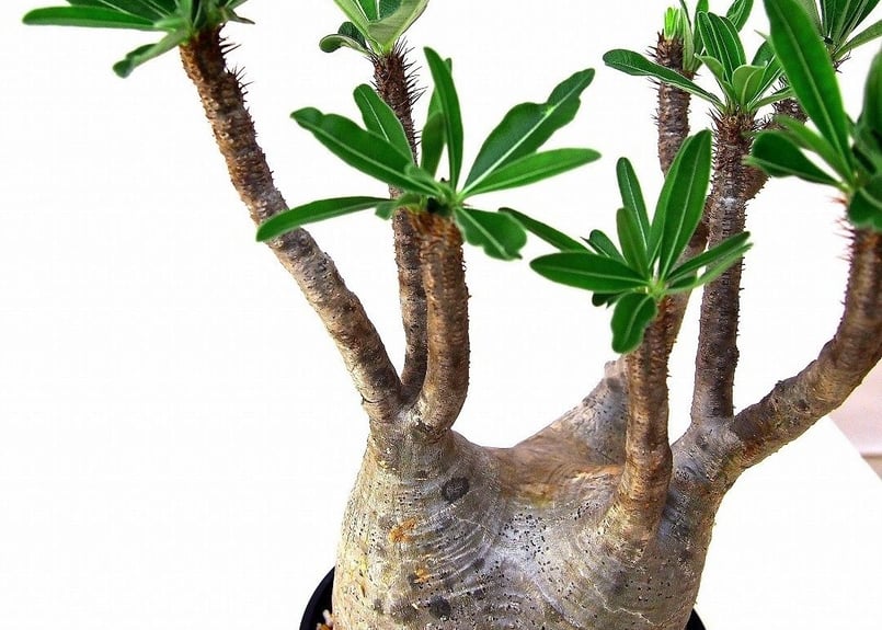 GIRUVI Pachypodium Gracilius グラキリス P.グラキリス 1246 – TaiShoDo ONLINE SHOP