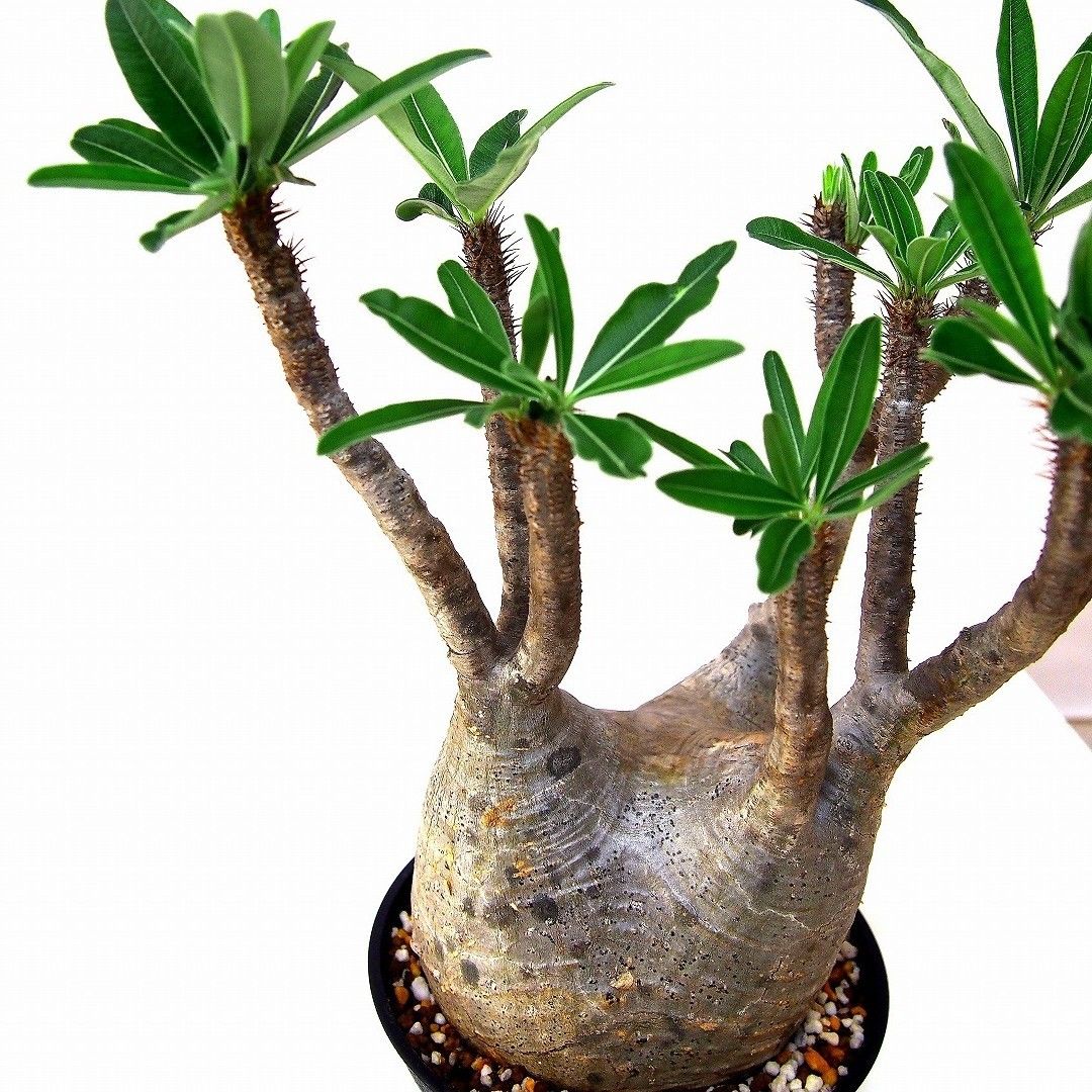 Pachypodium Gracilius パキポディウム グラキリス №6 | mana
