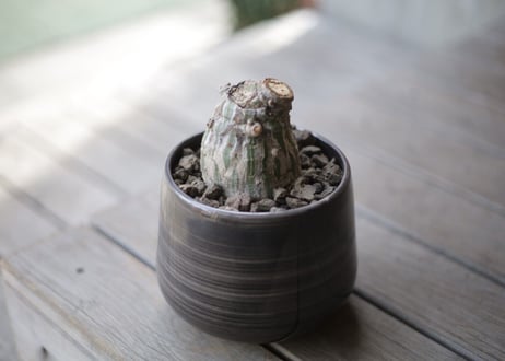 プセウド　ボンバックス　Pseudobombax