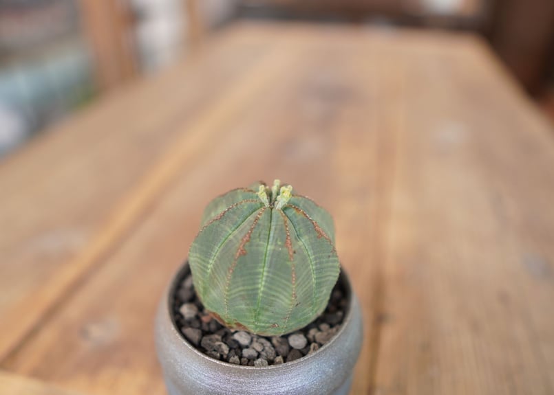 ユーフォルビア オベサ Euphorbia obesa | mana's green:塊根植物...