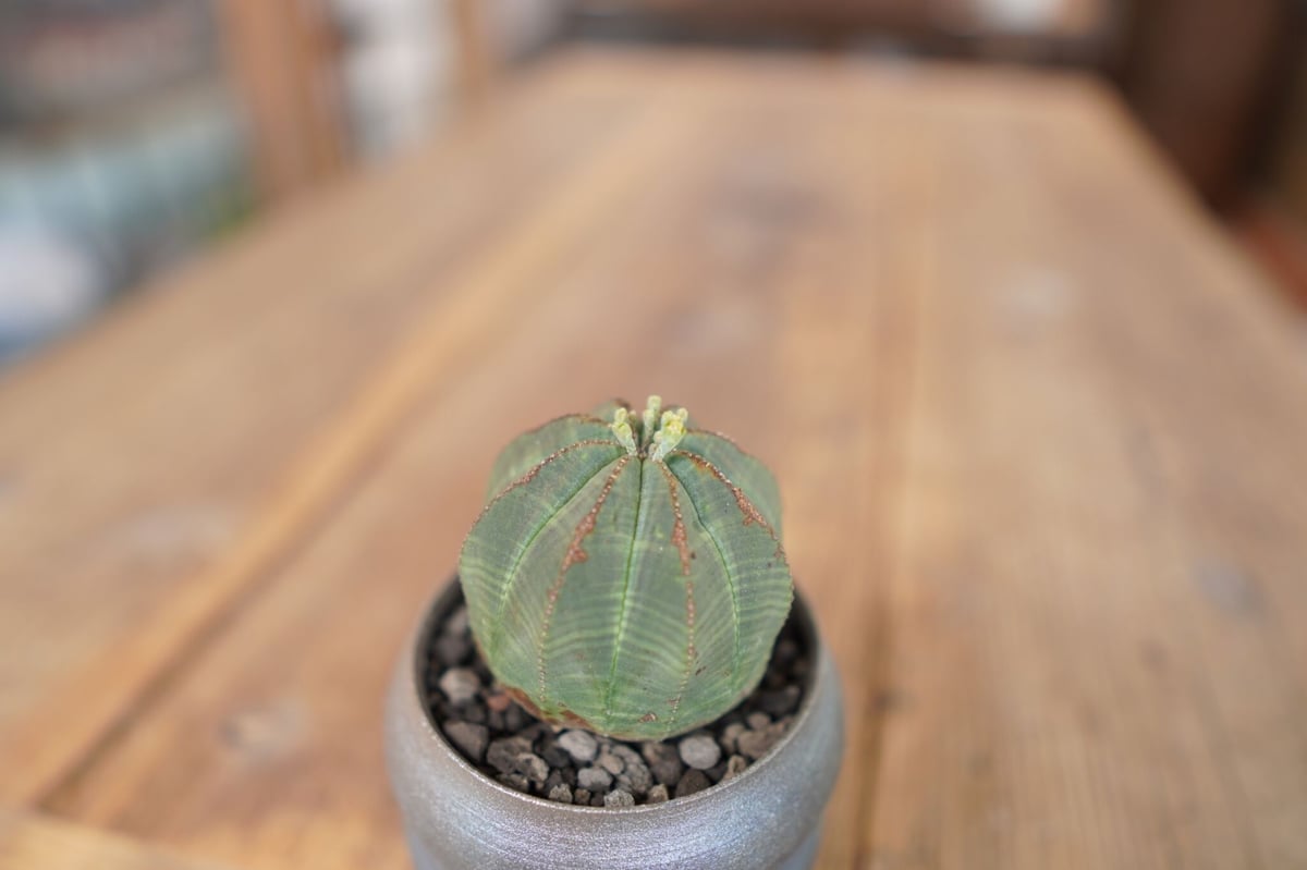 ユーフォルビア オベサ Euphorbia obesa | mana's farm:塊根植物・