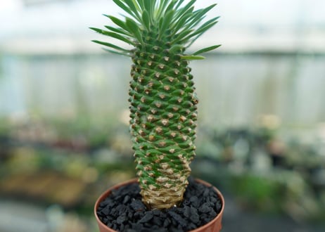 ユーフォルビア　ソテツキリン "パイナップルコーン"　Euphorbia sotetsukirin  No.9