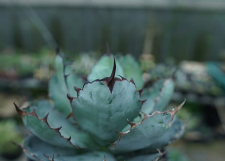 アガベ　チタノタ　 ブラックアンドブルー 　Agave titanota black and blue　No.2