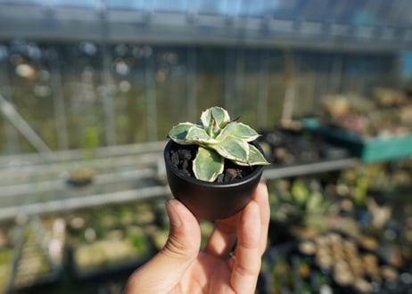 mana's green:塊根植物販売 マナズグリーン