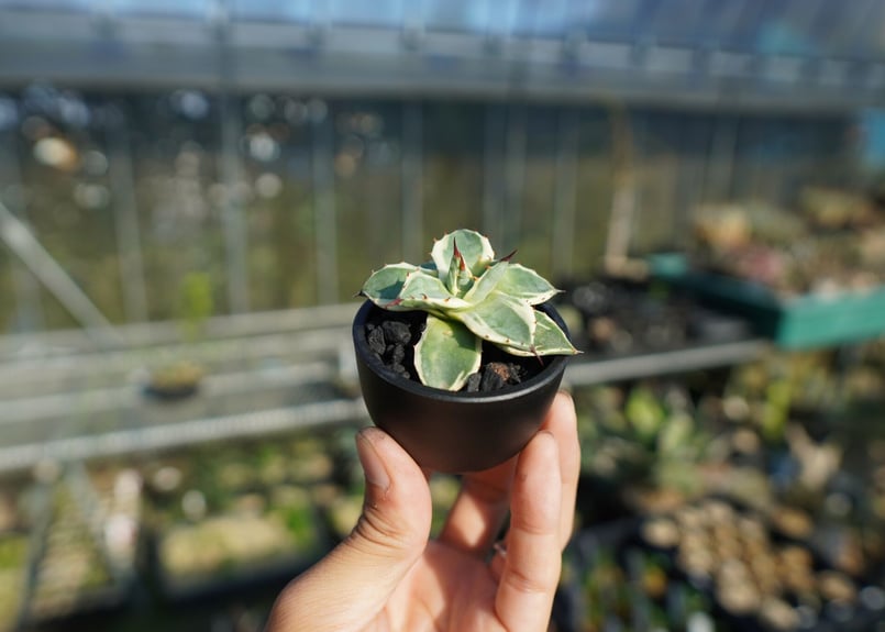 抜き苗】アガベ クリームスパイク Agave Cream Spike | mana's fa