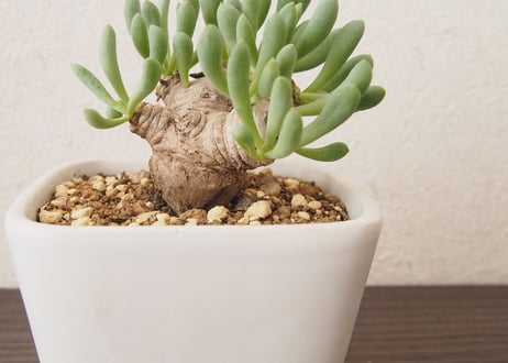 オトンナ クラビフォリア Othonna clavifolia