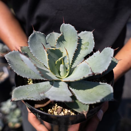 グアダラハラナ | STORES