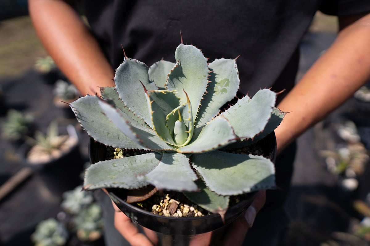 アガベ Hidden Agave Prodigy vr x guadalajarana Agave guadalajarana – Hidden Agave