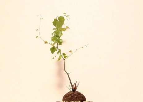 亀甲竜 ディオスコレア　Dioscorea elephantipes no.2