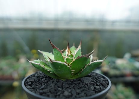 アガベ　チタノタ　Agave titanota　No.10