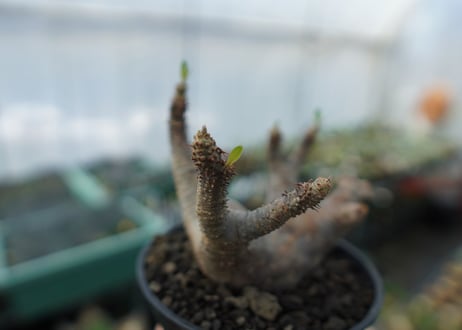 パキポディウム マカイエンセ　Pachypodium makayense　No.1