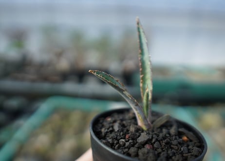 アガベ　チタノタ　 ブラックアンドブルー 　Agave titanota black and blue　A15
