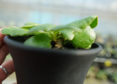 オトンナ　チュベローサ　Othonna tuberosa