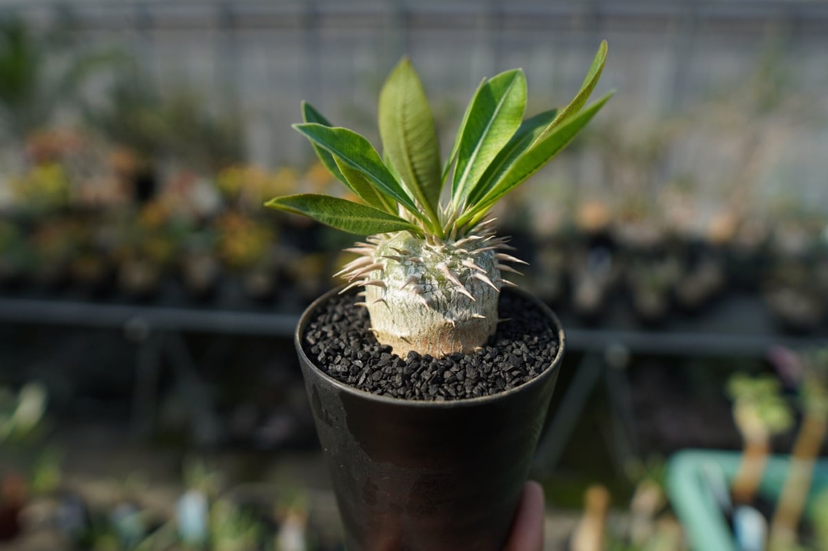 パキポディウム 恵比寿大黒 Pachypodium Densicaule | mana's f