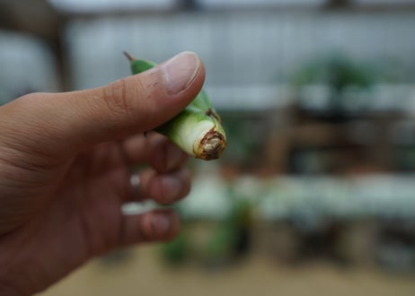 アガベ　チタノタ　黄覆輪　Agave titanota variegata