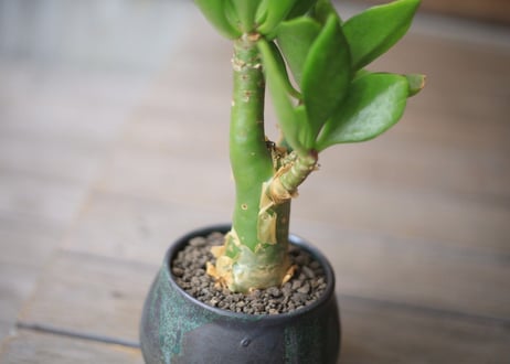チレコドン　パニクラータス　Tylecodon paniculatus