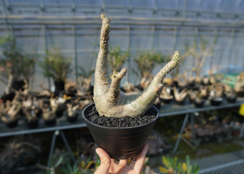 パキポディウム　マカイエンセ パキポディウム・マカイエンセ trigger | 塊根植物・コーデックス
