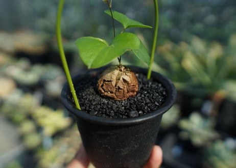 亀甲竜　Dioscorea elephantipes No.7