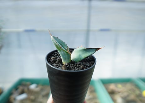 アガベ　チタノタ　ホワイトアイス 　agave titanota whiteice