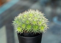 パキポディウム グラキリス 白肌 | mana's green:塊根植物販売 パキポディウム グラキリス 白肌 | mana's green:塊根植物販売
