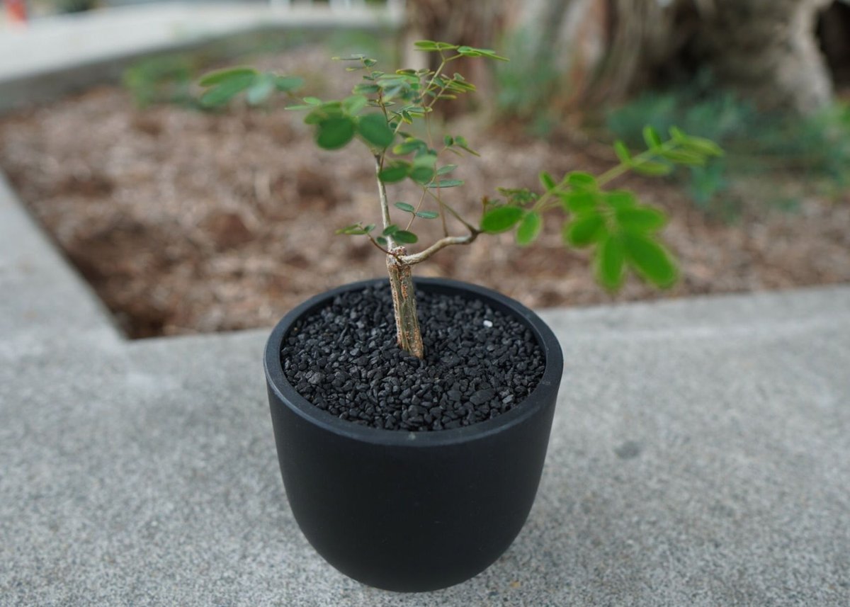 沖縄実生株】デロニクス デカリー Delonix decaryi No.2 | mana's