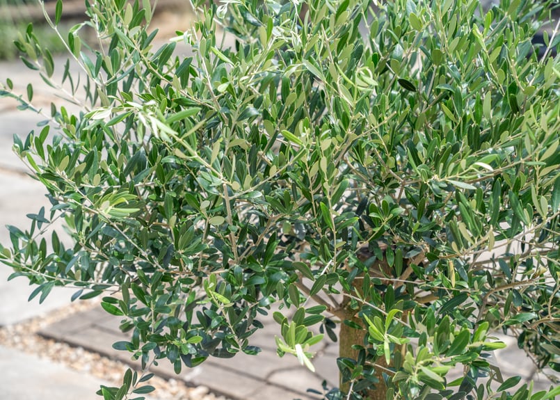 創樹　オリーブ　ネバディロブランコ　15 創樹 オリーブ ネバディロブランコ 15 創樹 オリーブ ネバディロ