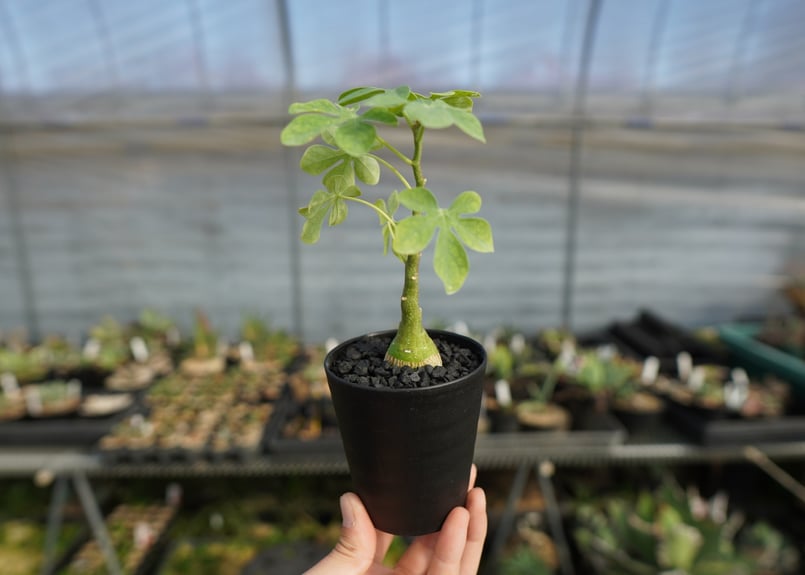 アデニア グラウカ Adenia glauca | mana's farm:塊根植物・アガベ・