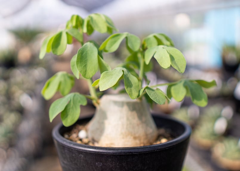 アデニア　グラウカ　送料無料 adenia-glauca-01.jpg