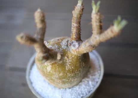 グラキリス　 Pachypodium Gracilius