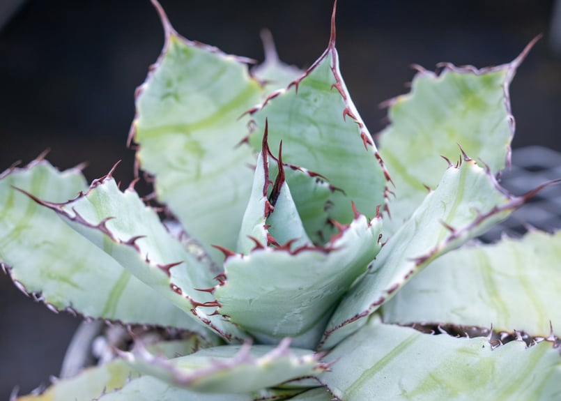 アガベ グアダラハラナ Agave guadalajarana | mana's farm:塊